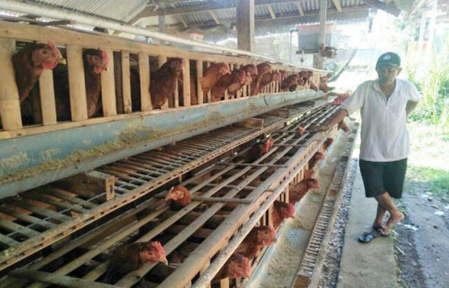 Jadi Sentra Ternak Ayam Desa Adat Linjong Bakal Susun Awig Awig