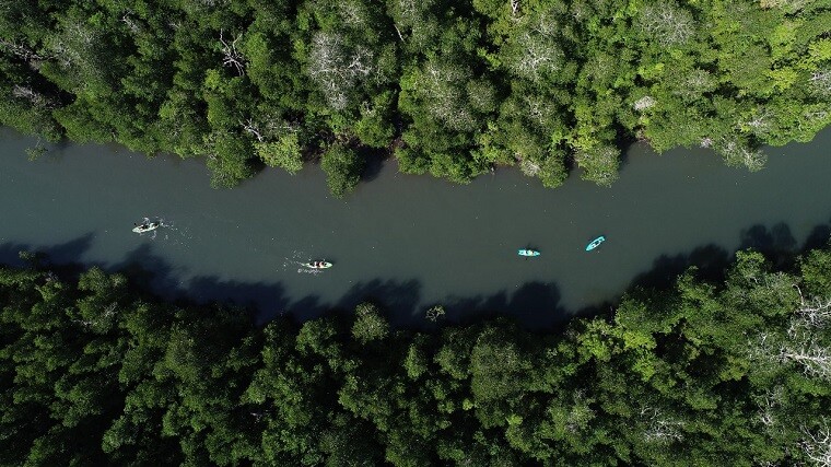 hutan mangrove1