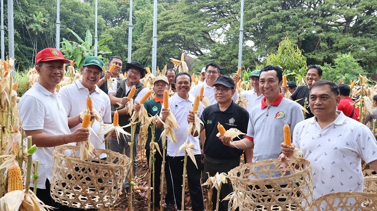 panen jagung1