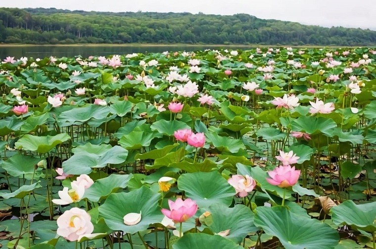 danau teratai