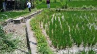 sawah kering1