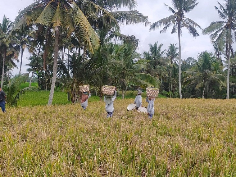 subak pecata