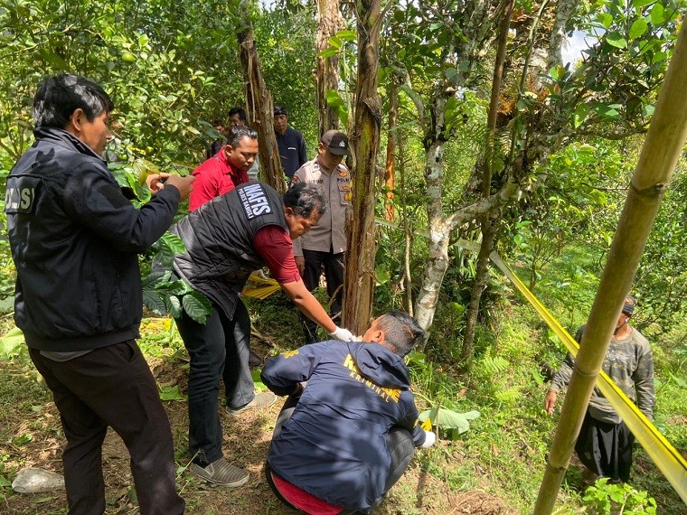 diseruduk sapi