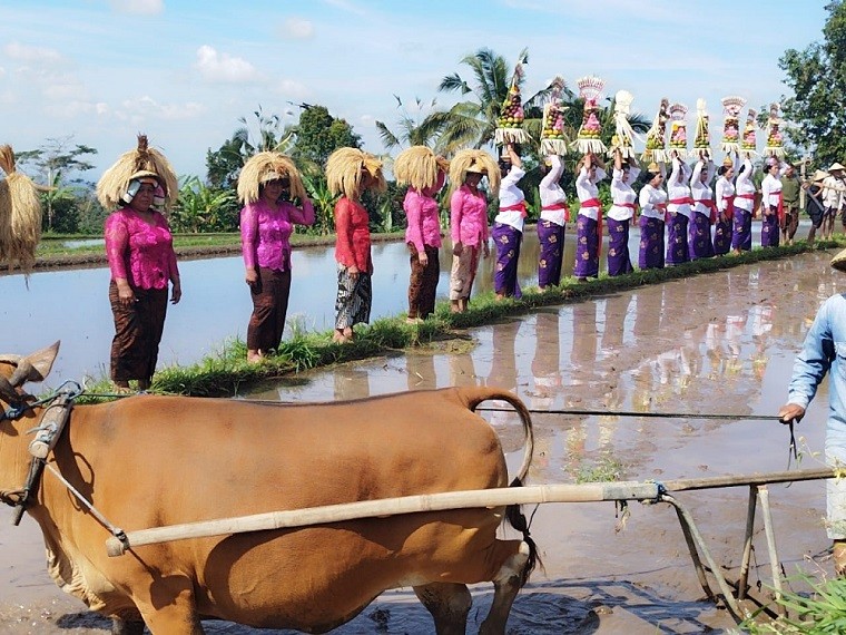 festival jatiluwih1
