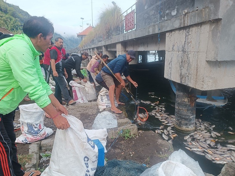 ikan mati4