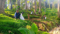 hutan desa1