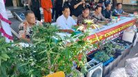kebun ganja1