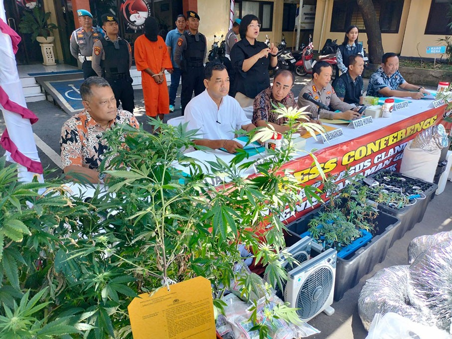 kebun ganja1