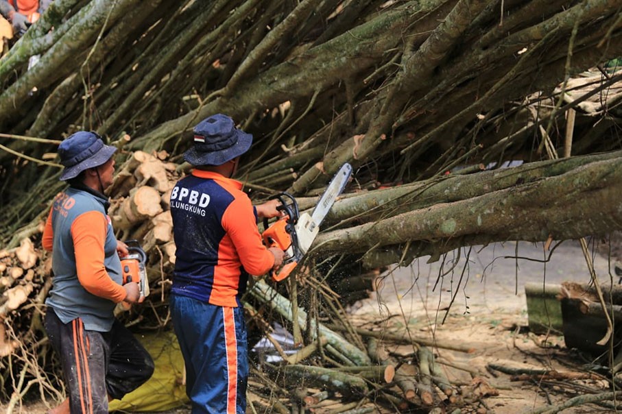 pohon tumbang pohon tumbang