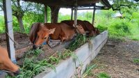 sapi bali1