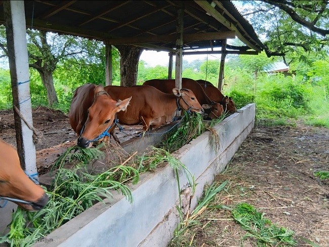 sapi bali1