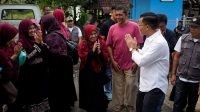 sapi presiden