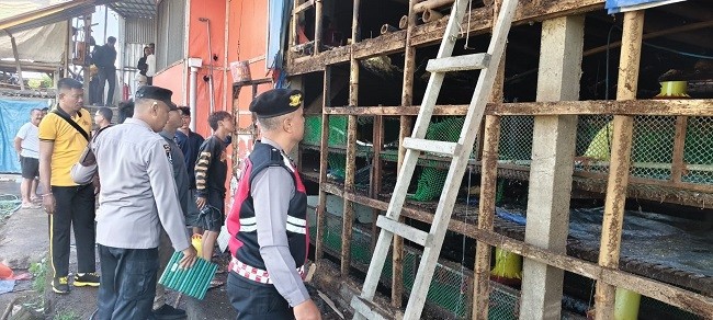 kandang ayam