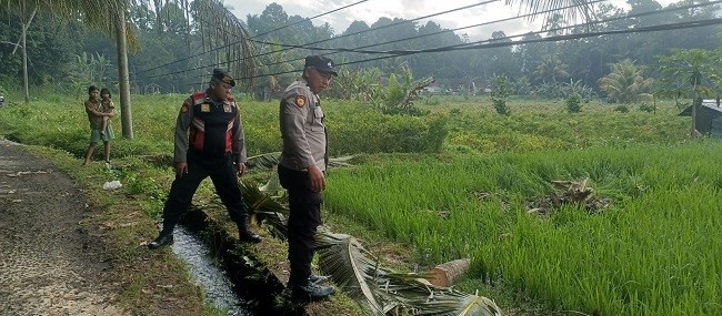 kelapa tumbang