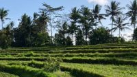 lahan lahan