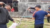 ular1